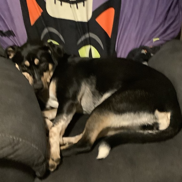 Smoke free - Animal friendly home - Fast shipping - Picture 5 of 7